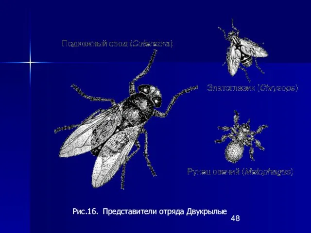 Рис.16. Представители отряда Двукрылые