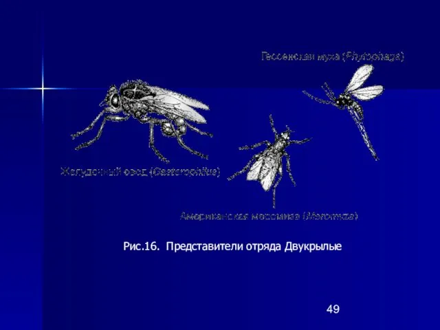 Рис.16. Представители отряда Двукрылые