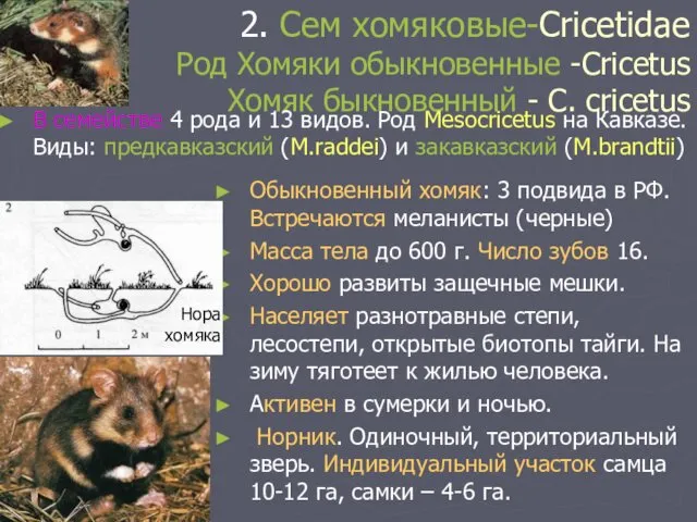 2. Сем хомяковые-Cricetidae Род Хомяки обыкновенные -Cricetus Хомяк быкновенный - C.