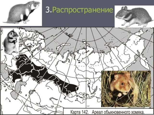 3.Распространение