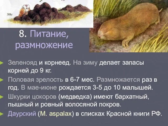 8. Питание, размножение Зеленояд и корнеед. На зиму делает запасы корней