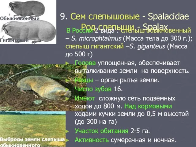 9. Сем слепышовые - Spalacidae Род слепыши - Spalax В России