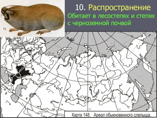 10. Распространение Обитает в лесостепях и степях с черноземной почвой