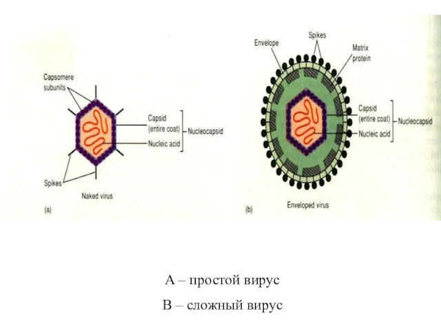 A – простой вирус B – сложный вирус
