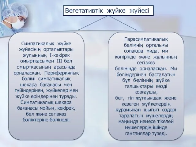 Вегетативтік жүйке жүйесі Парасимпатикалық бөлімнің орталығы сопақша мида, ми көпірінде және