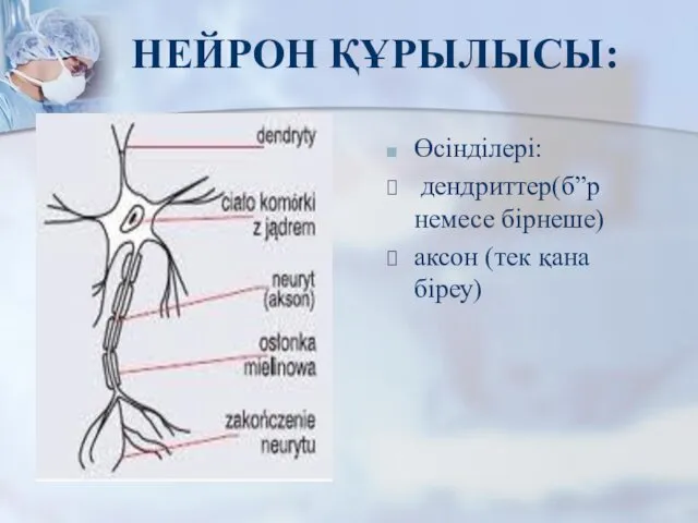 НЕЙРОН ҚҰРЫЛЫСЫ: Өсінділері: дендриттер(б”р немесе бірнеше) аксон (тек қана біреу)