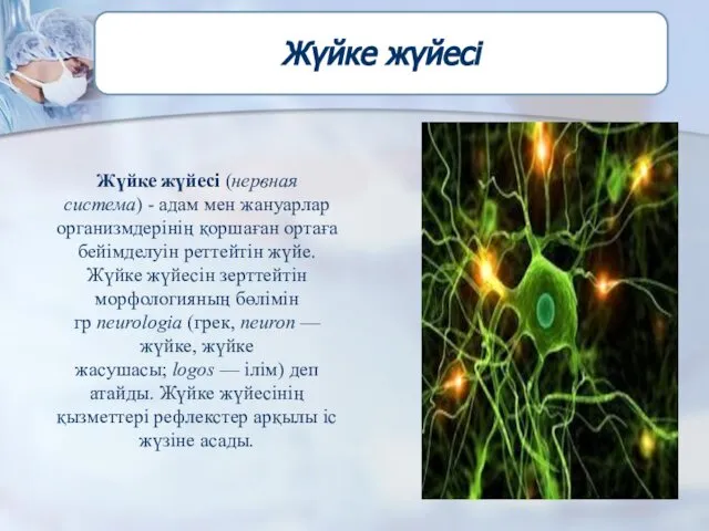 Жүйке жүйесі Жүйке жүйесі (нервная система) - адам мен жануарлар организмдерінің