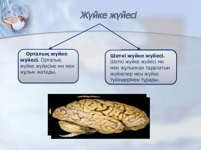 Орталық жүйке жүйесі. Орталық жүйке жүйесіне ми мен жұлын жатады. Шеткі