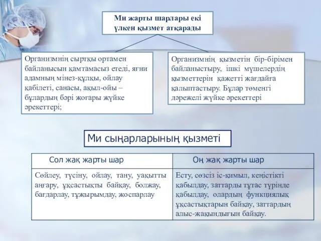 Ми жарты шарлары екі үлкен қызмет атқарады Организмнің сыртқы ортамен байланысын