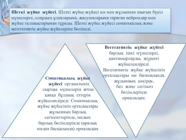 Шеткі жүйке жүйесі. Шеткі жүйке жүйесі ми мен жұлыннан шығып бүкіл