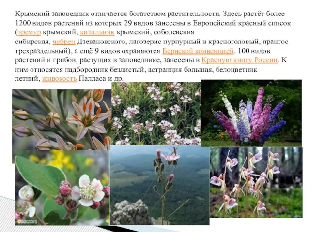 Крымский заповедник отличается богатством растительности. Здесь растёт более 1200 видов растений