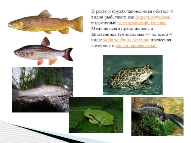 В реках и прудах заповедника обитает 6 видов рыб, таких как