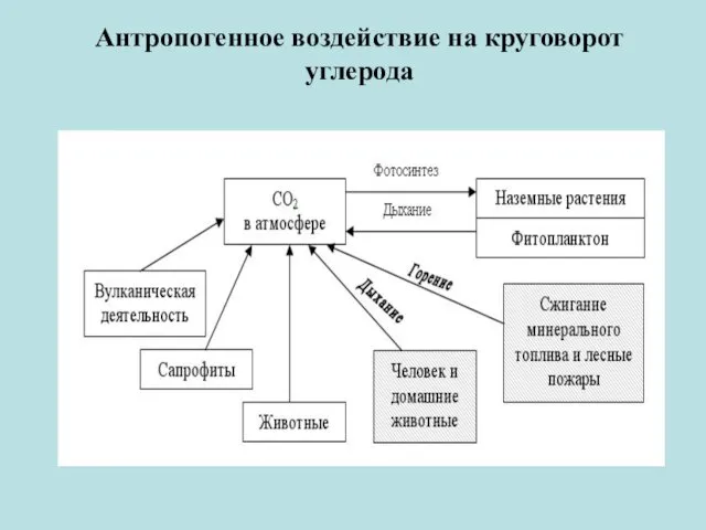 Антропогенное воздействие на круговорот углерода