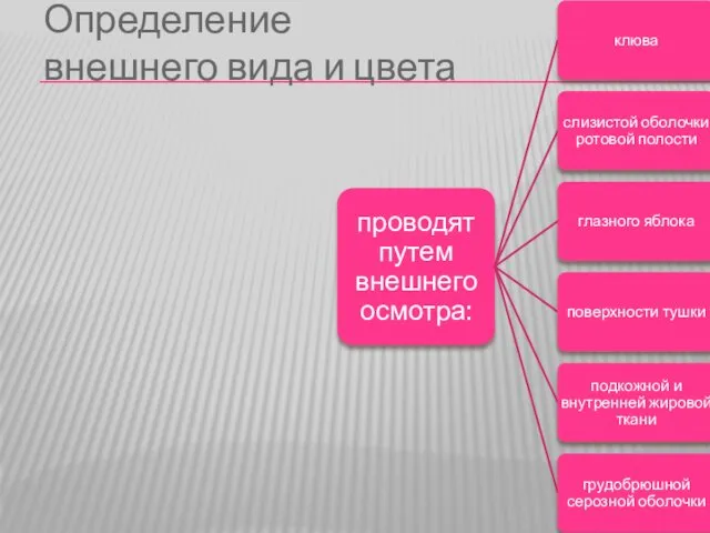 Определение внешнего вида и цвета