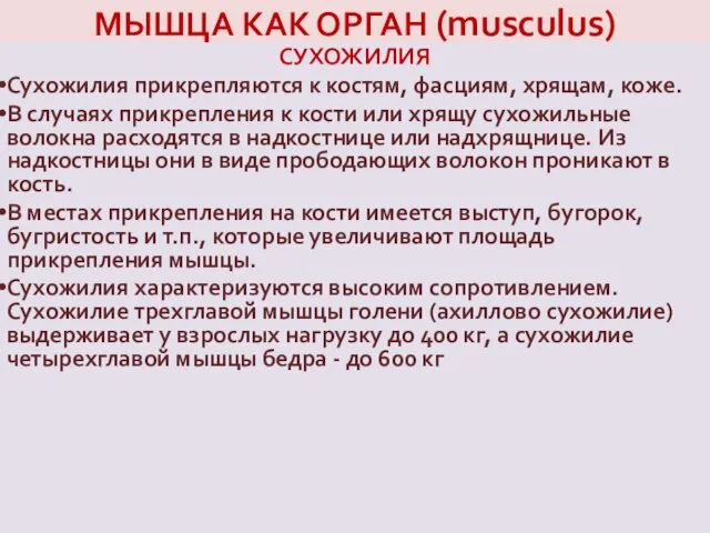 МЫШЦА КАК ОРГАН (musculus) СУХОЖИЛИЯ Сухожилия прикрепляются к костям, фасциям, хрящам,