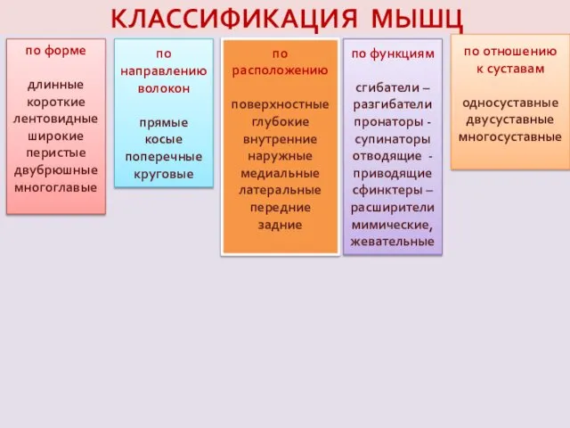 КЛАССИФИКАЦИЯ МЫШЦ по форме длинные короткие лентовидные широкие перистые двубрюшные многоглавые