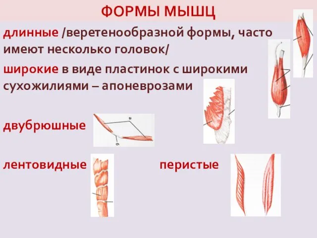 ФОРМЫ МЫШЦ длинные /веретенообразной формы, часто имеют несколько головок/ широкие в