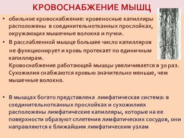 КРОВОСНАБЖЕНИЕ МЫШЦ обильное кровоснабжение: кровеносные капилляры расположены в соединительнотканных прослойках, окружающих