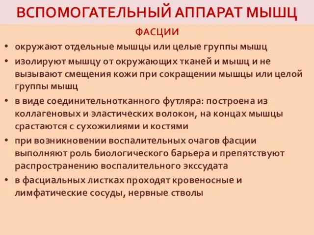 ВСПОМОГАТЕЛЬНЫЙ АППАРАТ МЫШЦ ФАСЦИИ окружают отдельные мышцы или целые группы мышц