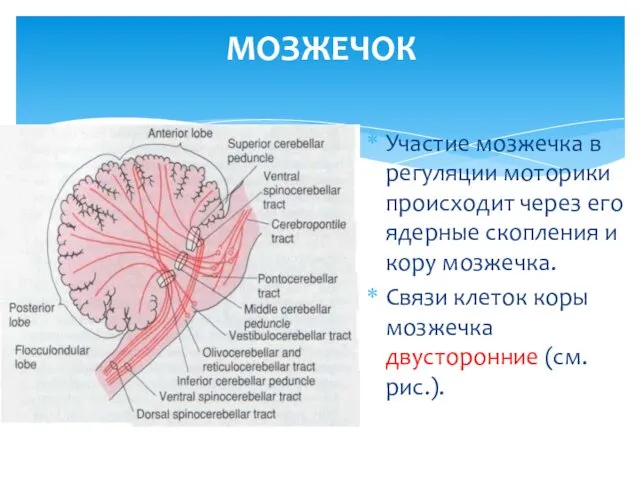 МОЗЖЕЧОК Участие мозжечка в регуляции моторики происходит через его ядерные скопления