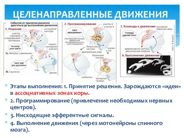 ЦЕЛЕНАПРАВЛЕННЫЕ ДВИЖЕНИЯ Этапы выполнения: 1. Принятие решения. Зарождаются «идеи» в ассоциативных