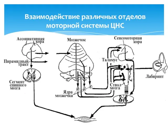 Взаимодействие различных отделов моторной системы ЦНС