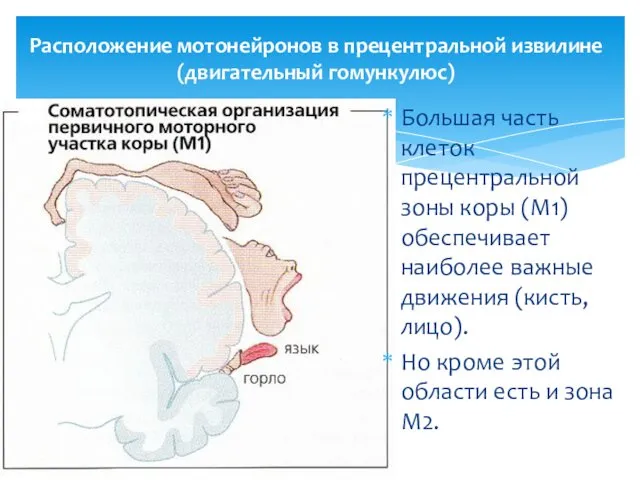 Расположение мотонейронов в прецентральной извилине (двигательный гомункулюс) Большая часть клеток прецентральной