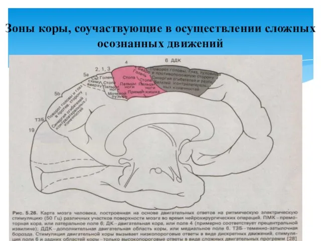 Зоны коры, соучаствующие в осуществлении сложных осознанных движений