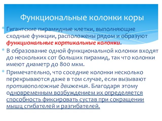 Гигантские пирамидные клетки, выполняющие сходные функции, расположены рядом и образуют функциональные