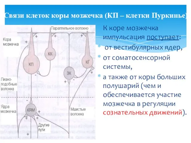 Связи клеток коры мозжечка (КП – клетки Пуркинье) К коре мозжечка