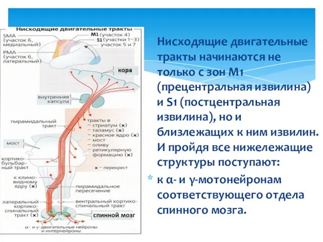 Нисходящие двигательные тракты начинаются не только с зон M1 (прецентральная извилина)