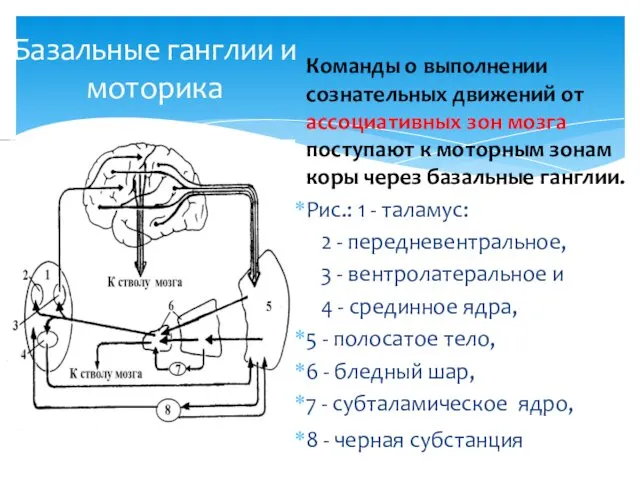 Базальные ганглии и моторика Команды о выполнении сознательных движений от ассоциативных