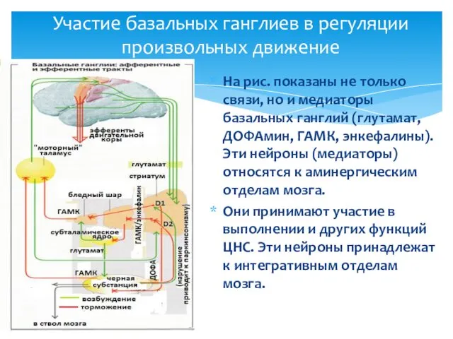 Участие базальных ганглиев в регуляции произвольных движение На рис. показаны не