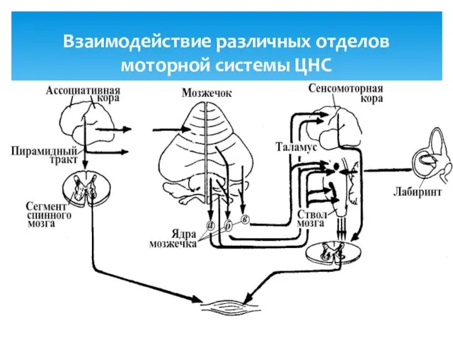 Взаимодействие различных отделов моторной системы ЦНС