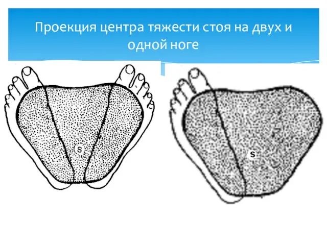 Проекция центра тяжести стоя на двух и одной ноге