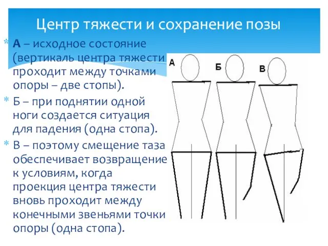 Центр тяжести и сохранение позы А – исходное состояние (вертикаль центра