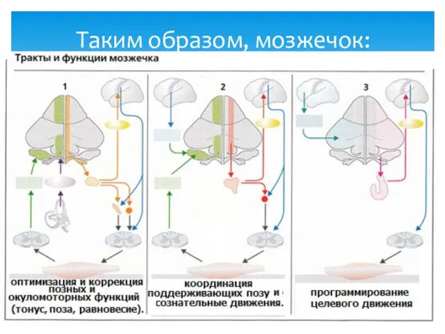 Таким образом, мозжечок: