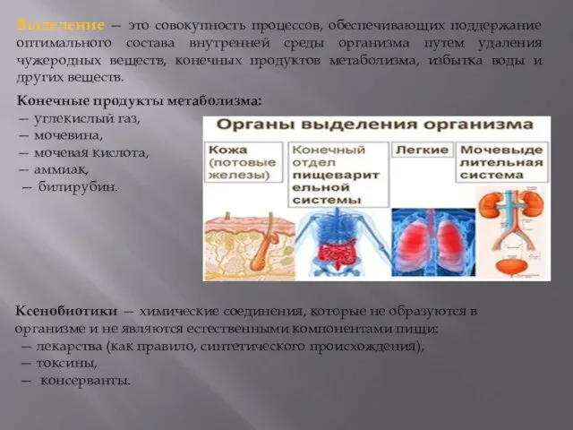 Выделение — это совокупность процессов, обеспечивающих поддержание оптимального состава внутренней среды