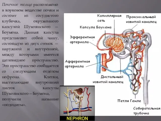 Почечное тельце расположено в корковом веществе почки и состоит из сосудистого