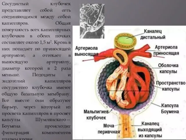 Сосудистый клубочек представляет собой сеть соединяющихся между собой капилляров. Общая поверхность