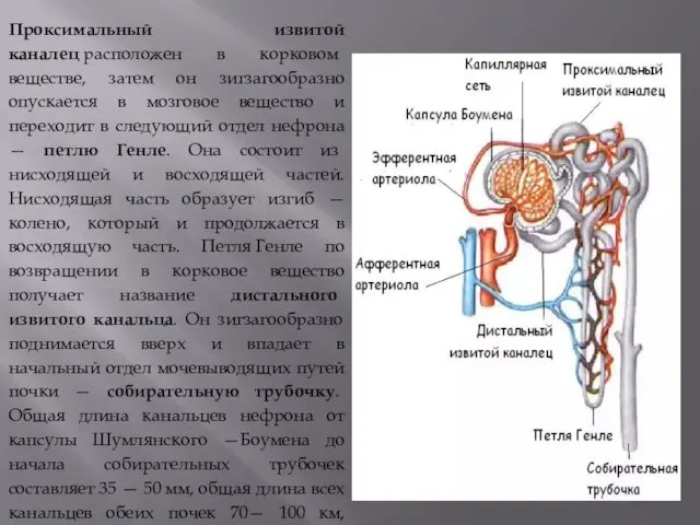 Проксимальный извитой каналец расположен в корковом веществе, затем он зигзагообразно опускается