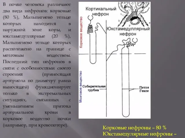 Корковые нефроны – 80 % Юкстамедулярные нефроны – 20% В почке