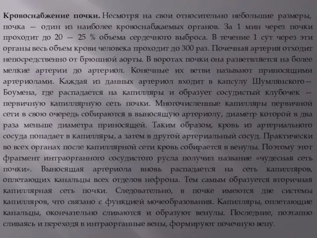 Кровоснабжение почки. Несмотря на свои относительно небольшие размеры, почка — один