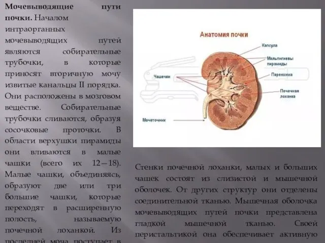 Мочевыводящие пути почки. Началом интраорганных мочевыводящих путей являются собирательные трубочки, в