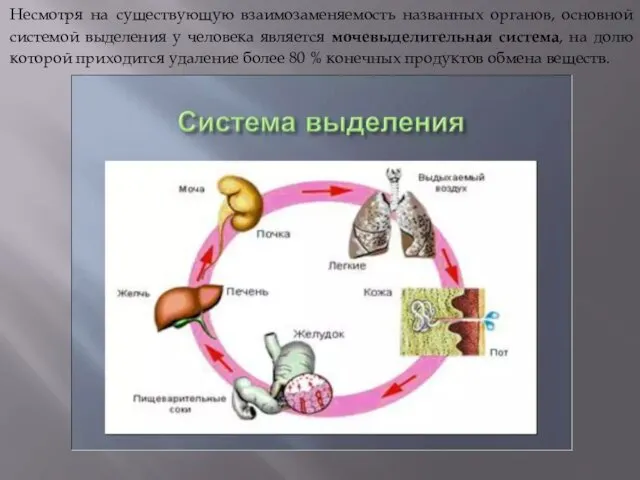 Несмотря на существующую взаимозаменяемость названных органов, основной системой выделения у человека