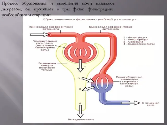 Процесс образования и выделения мочи называют диурезом; он протекает в три фазы: фильтрации, реабсорбции и секреции.