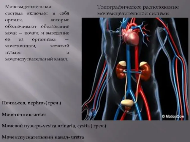 Почка-ren, nephros( греч.) Мочеточник-ureter Мочевой пузырь-vesica urinaria, cystis ( греч.) Мочеиспускательный