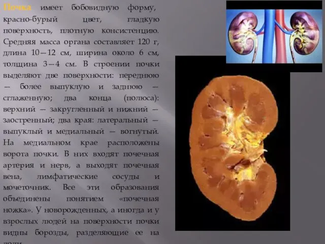 Почка имеет бобовидную форму, красно-бурый цвет, гладкую поверхность, плотную консистенцию. Средняя