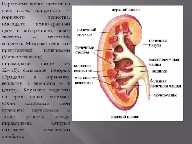 Паренхима почки состоит из двух слоев: наружного — коркового вещества, имеющего