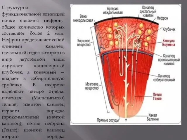 Структурно-функциональной единицей почки является нефрон, общее количество которых составляет более 2